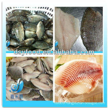 FROZEN RED TILAPIA/BLACK TILAPIA FISH WHOLE ROUND